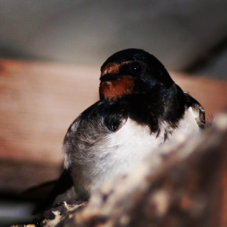 Rönnskär augusti 2014