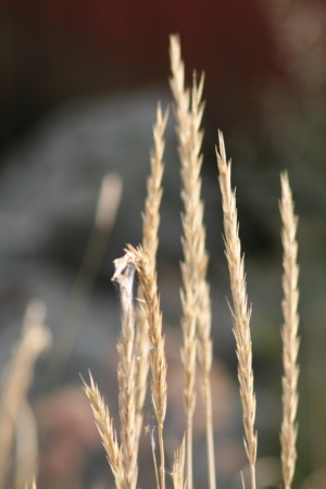 Rönnskär augusti 2014