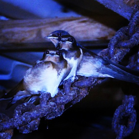 Rönnskär augusti 2014