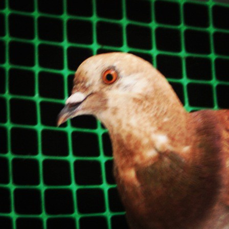 Retymnon september 2014