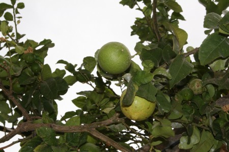 Chania september 2014