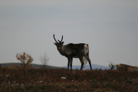 Flatruet september 2014