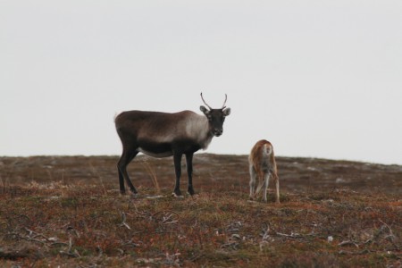 Flatruet september 2014