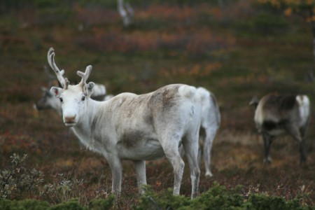 Flatruet september 2014