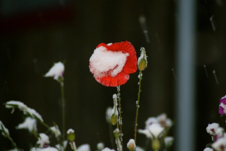 Första snön i Funäsdalen 24 september 2014