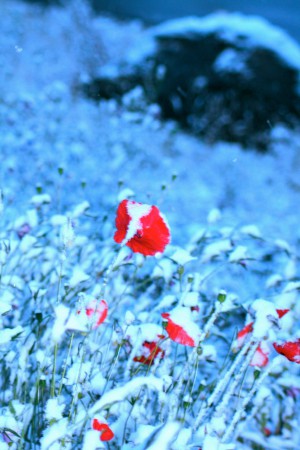 När era synder är scharlakansröda, kan de då bli vita som snö?