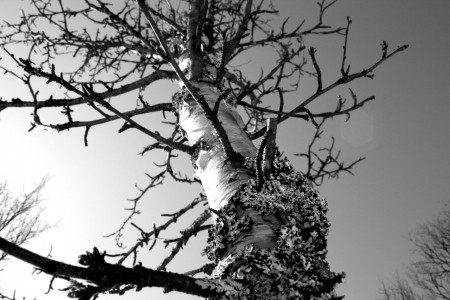 Mitt i lustgården stod ett träd