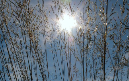 Han skall inte bryta av det knäckta strået